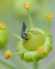 Dasyhelea sp.